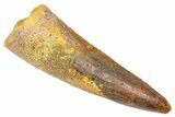 Fossil Spinosaurus Tooth - Real Dinosaur Tooth #382395-1